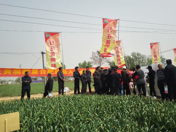 培肥養地奪高產 不妨試試黃腐酸 ——91视频黄片免费新肥科技有限公司河南睢縣大蒜觀摩會